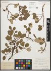 Foto von Salix reticulata L.